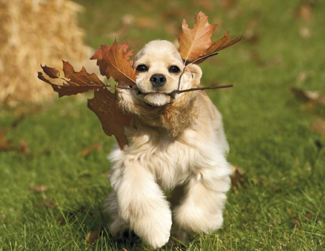 Good Value™ Puppies & Kittens - Spiral Calendar 37