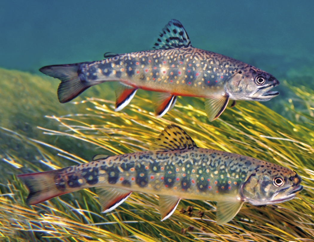 Good Value™ Fishing - Stapled Calendar 2