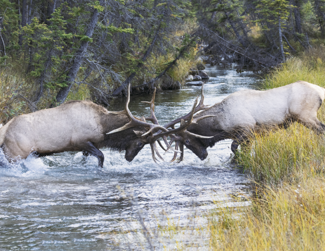 Triumph® Calendars North American Wildlife Calendar 20