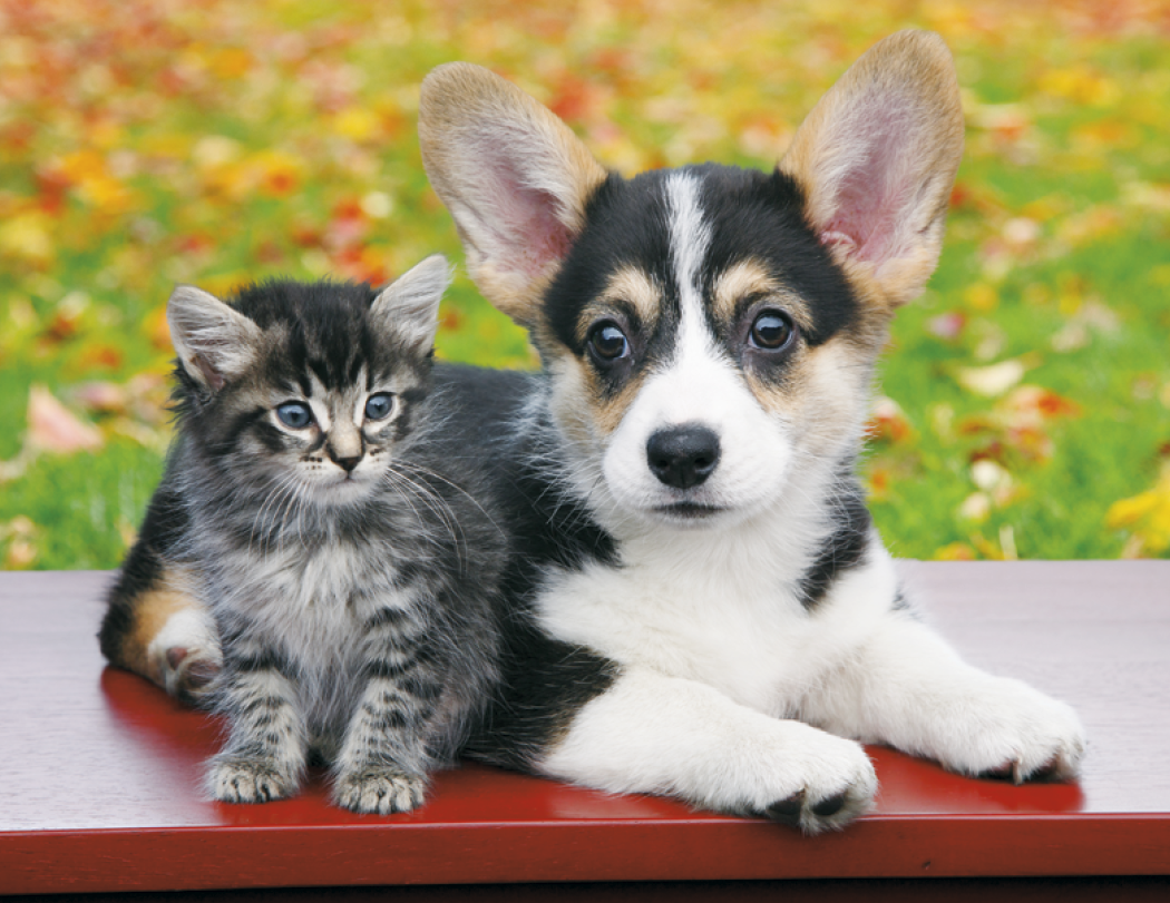 HotLine® Products Four Paws Appointment Calendar - Stapled 21