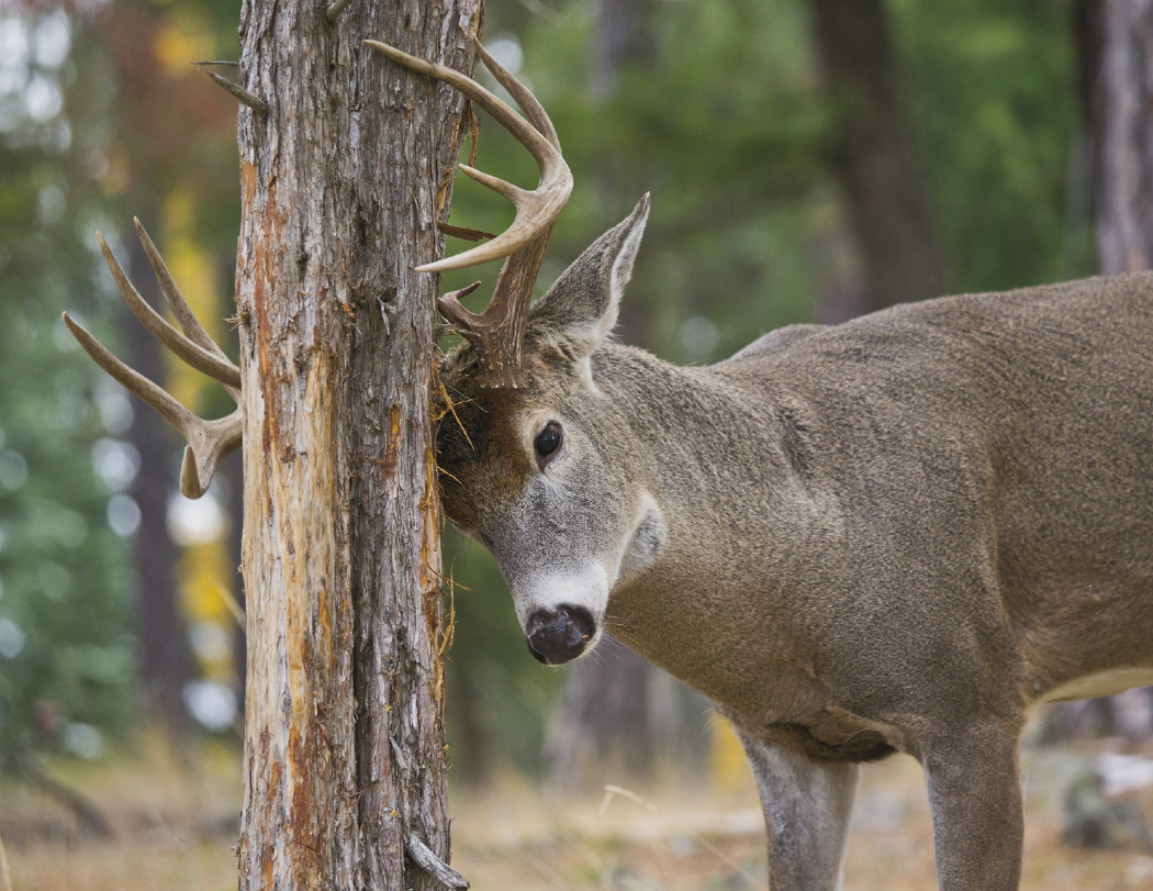 HotLine® Products Trophy Whitetail Deer Appointment Calendar - Stapled 7