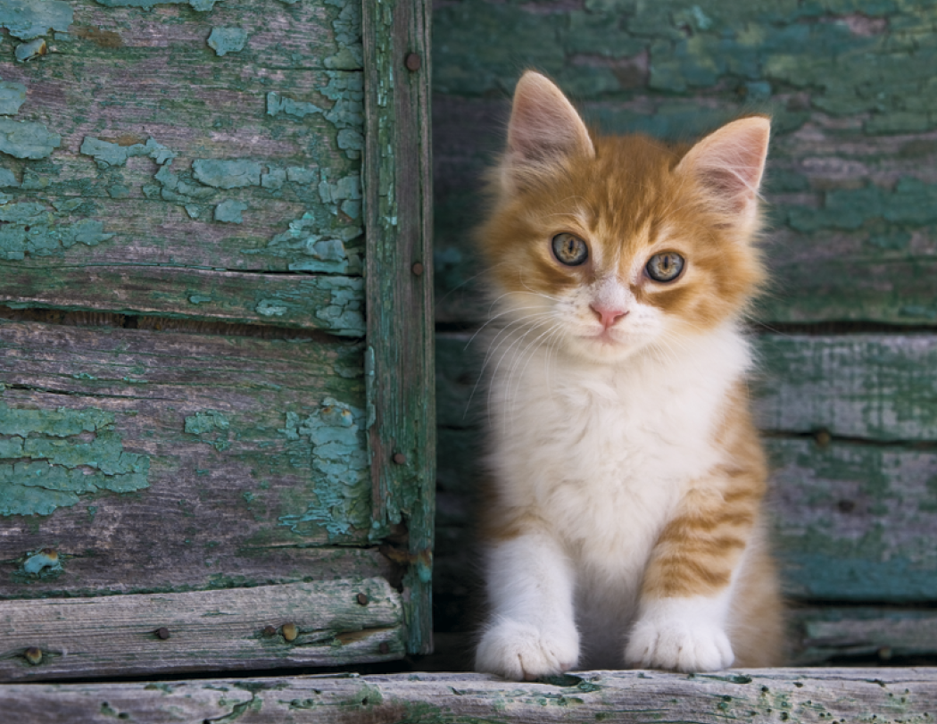 Good Value™ Puppies & Kittens - Spiral Calendar 24
