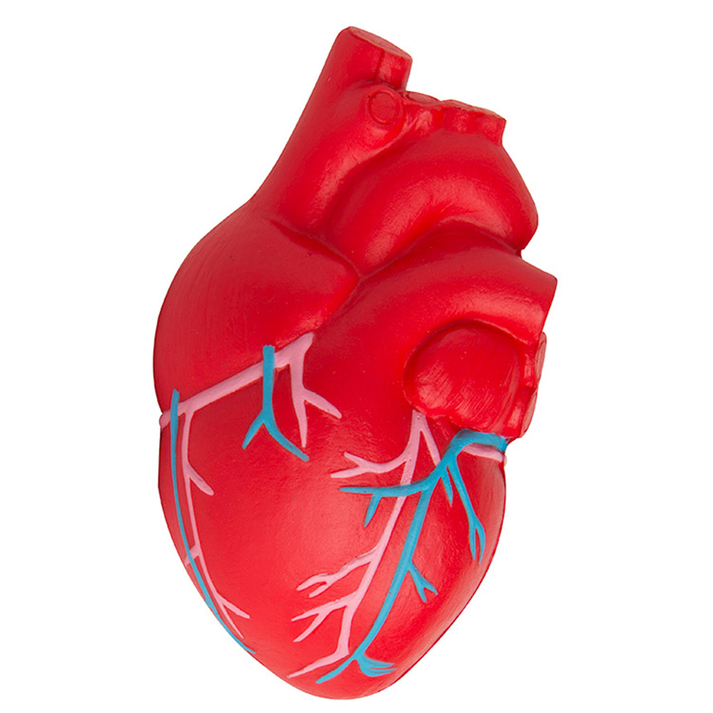 Anatomic Heart with Veins Stress Reliever 1