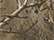 Licensed Camo Hook-and-Loop Cap - LC15V 14