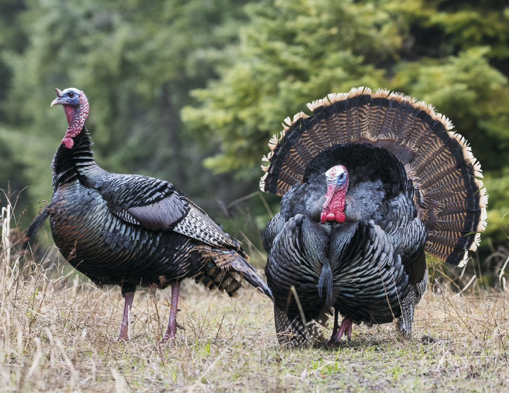 Triumph® Calendars Sportsman Calendar 47