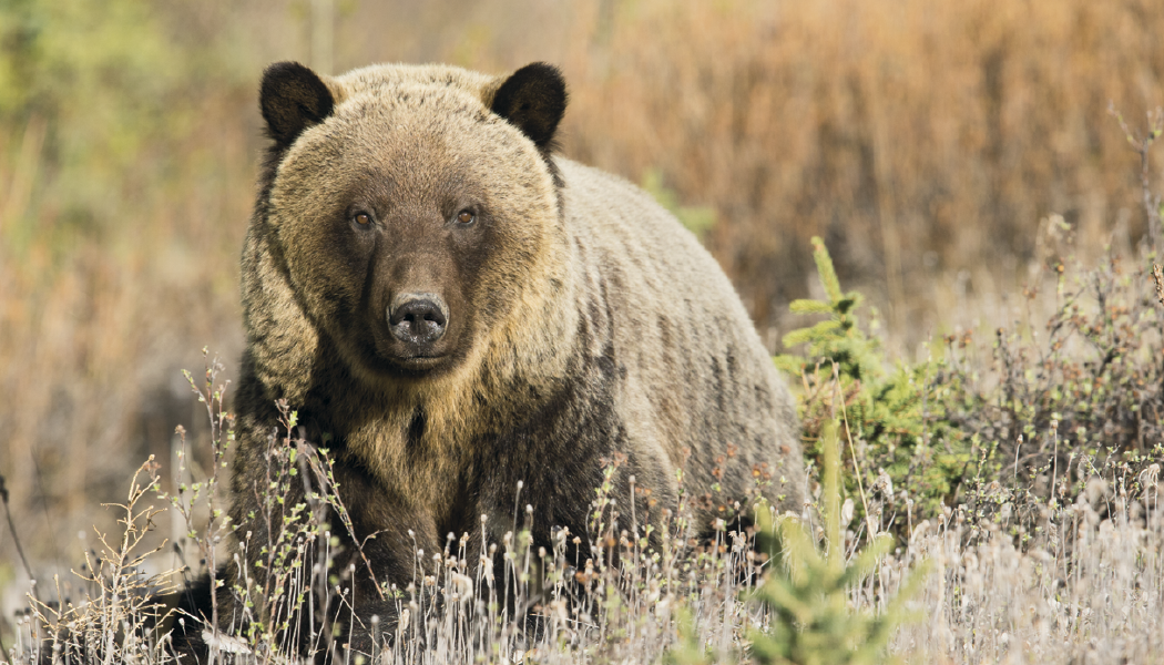 Triumph® Calendars Wildlife Calendar 16