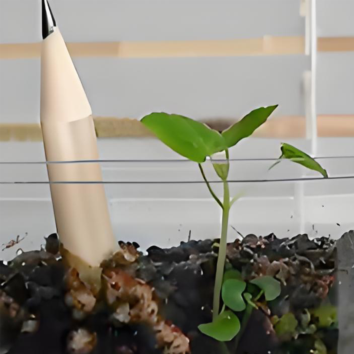 Customized daisy seed germination pencil 3