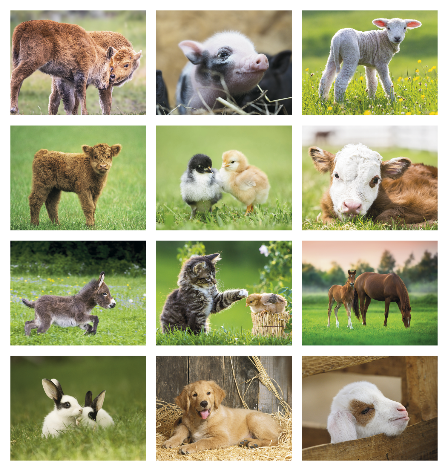 Good Value™ Baby Farm Animals - Spiral Calendar 42