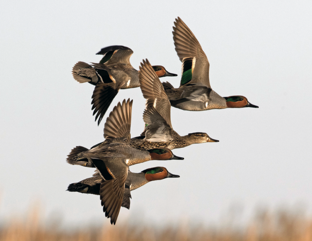 Good Value™ Waterfowl - Stapled Calendar 10