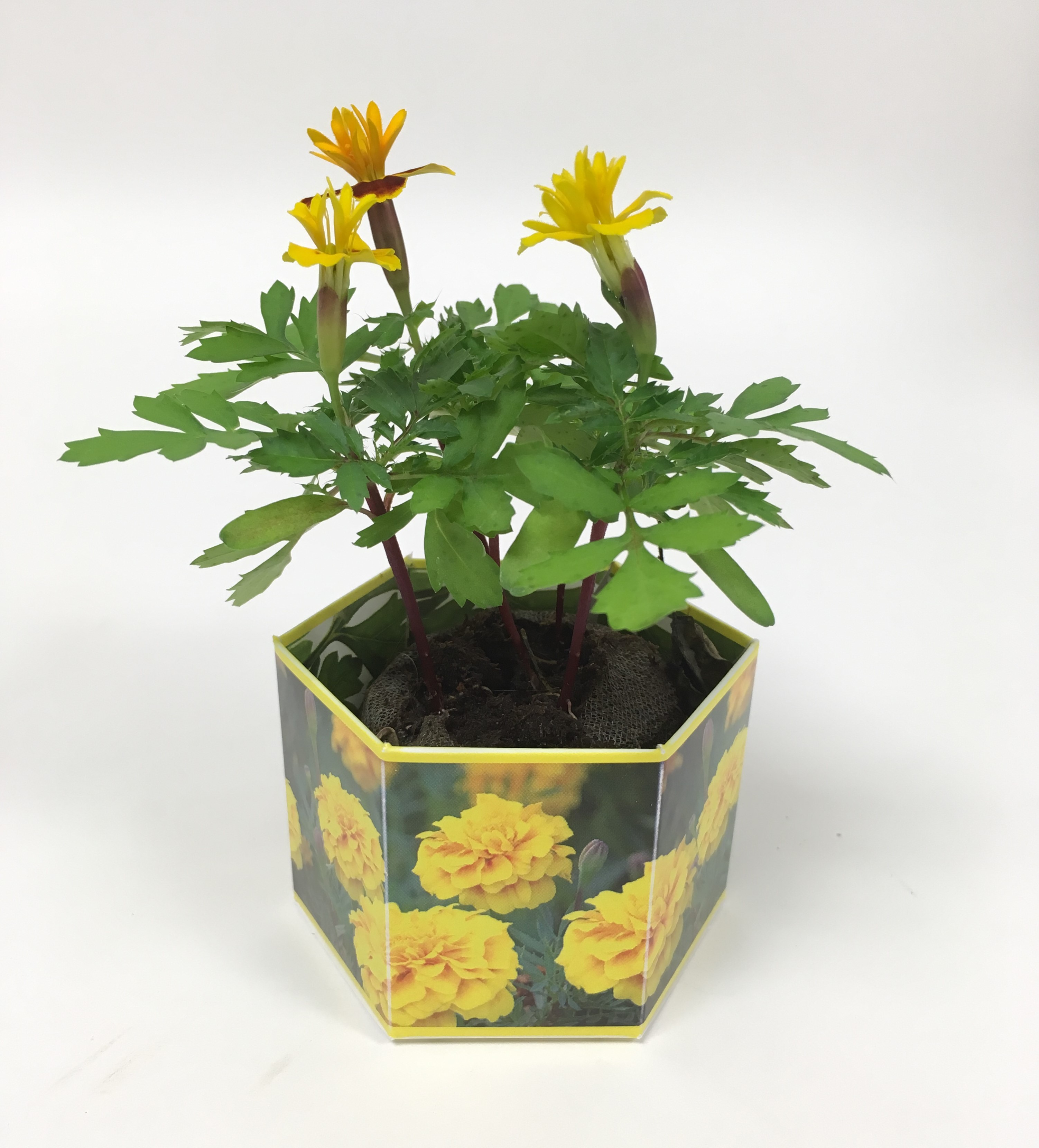 Marigold 'Lemon Gem' SeedGems Paper Planter - Biodegradable grow kit 5