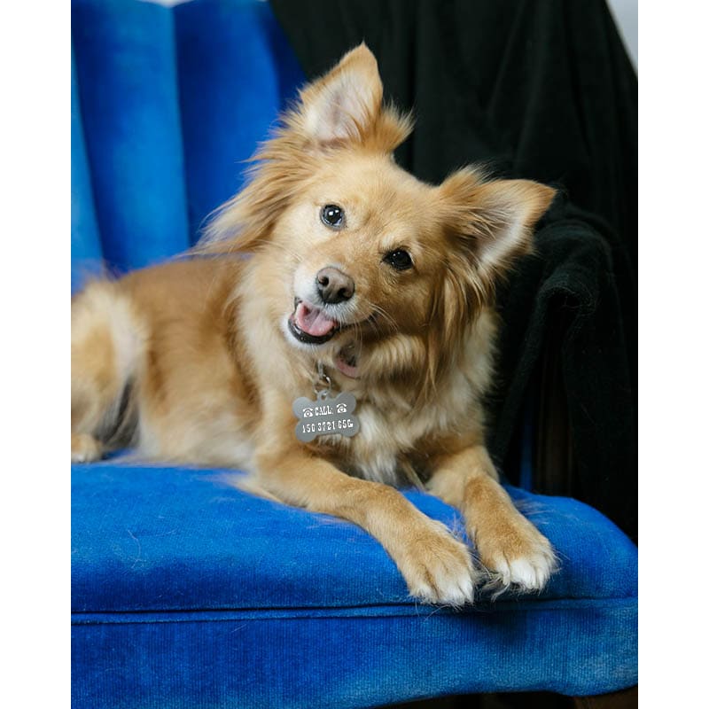 Pet Tags 10