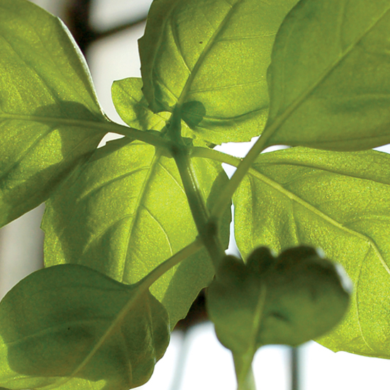 Small Die-Cut - Printed Double Sided 2