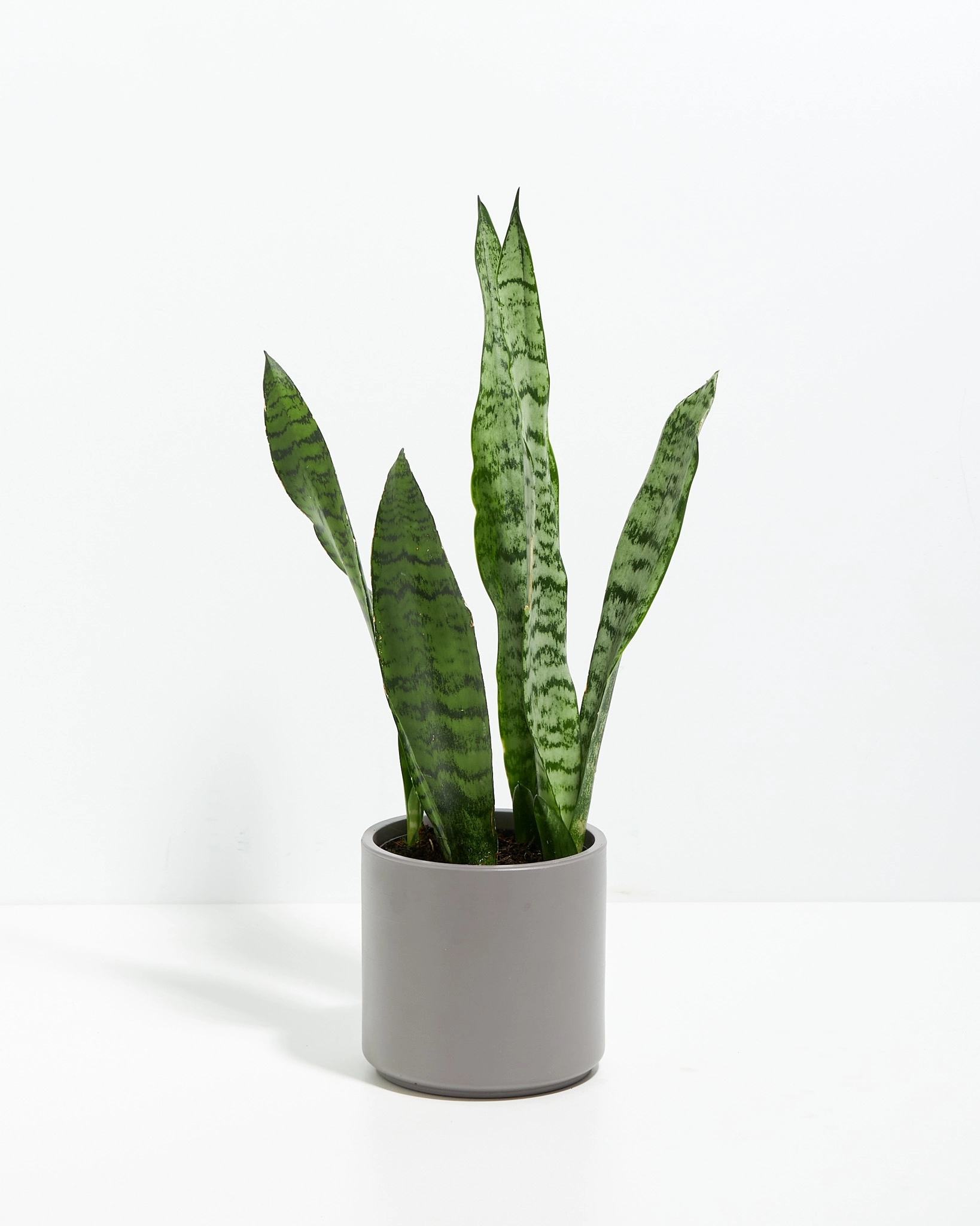 Lil' Bit Zeylanica Snake Plant