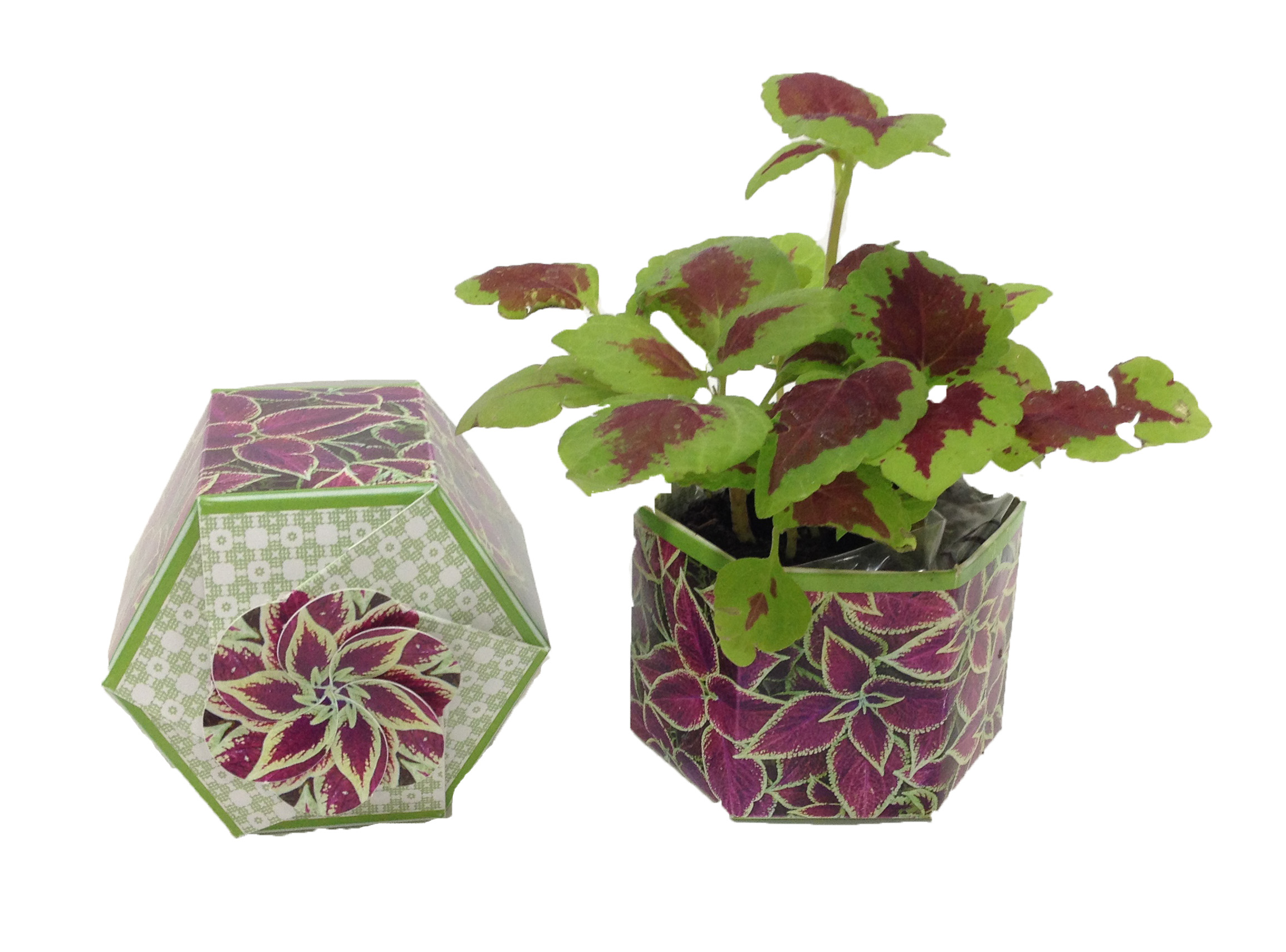 Coleus 'Rainbow' SeedGems Paper Planter - Biodegradable grow kit 3