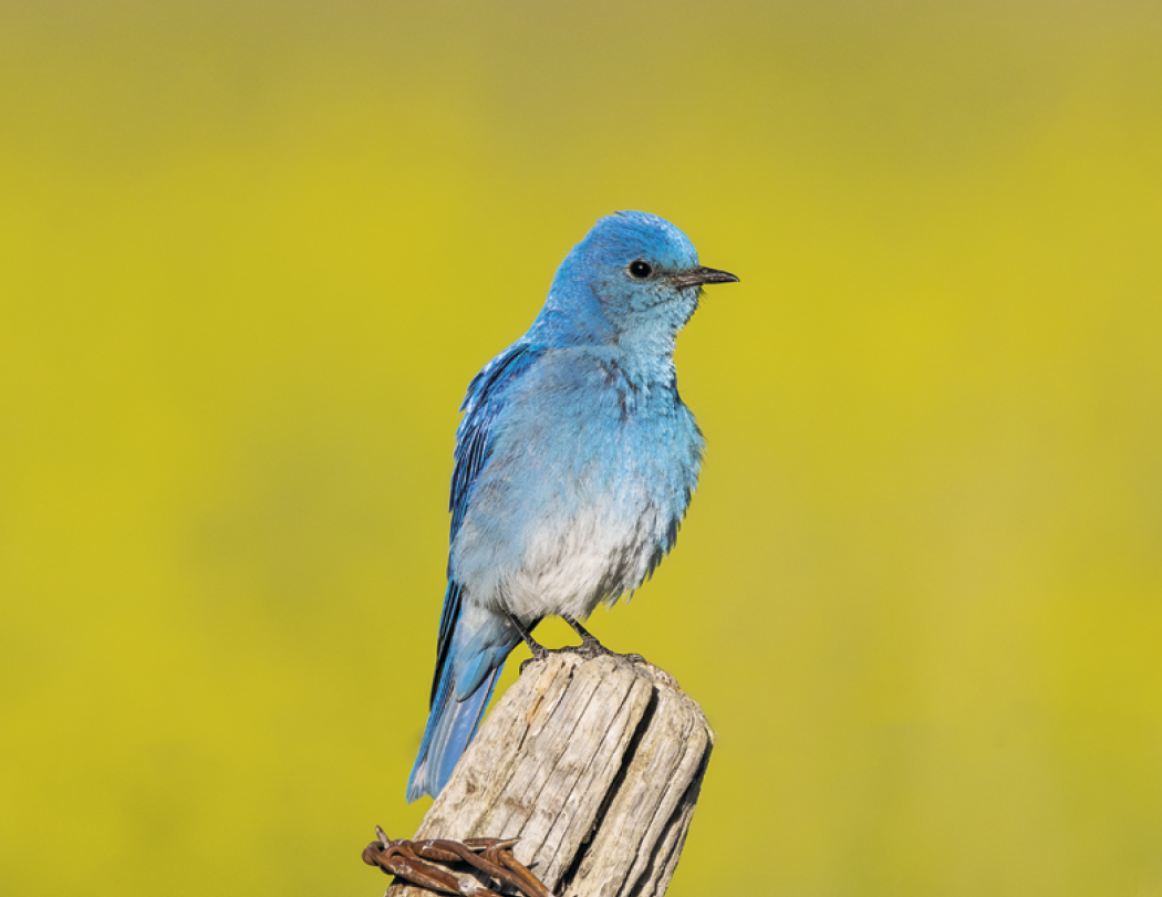 Good Value™ Birds of North America - Spiral Calendar 39