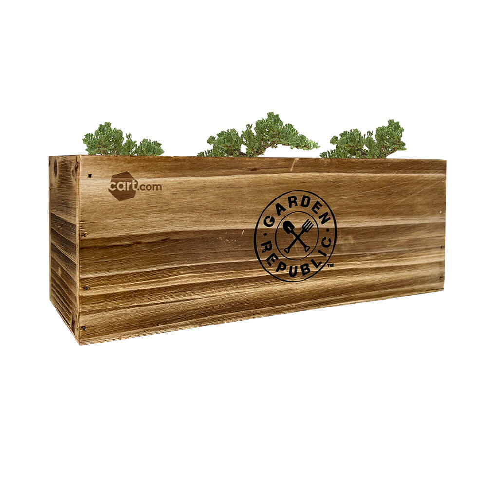 Bonsai Tree Starter Kit