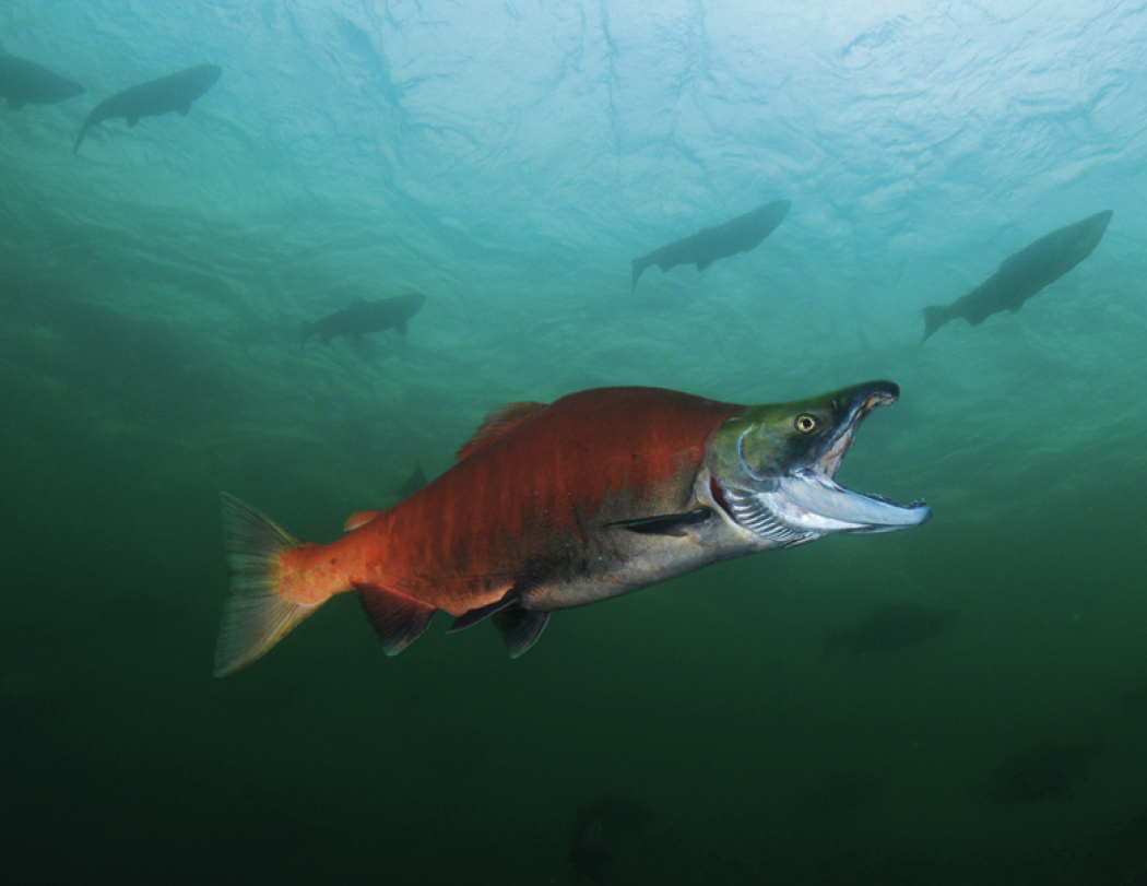 Good Value™ Fishing - Stapled Calendar 51