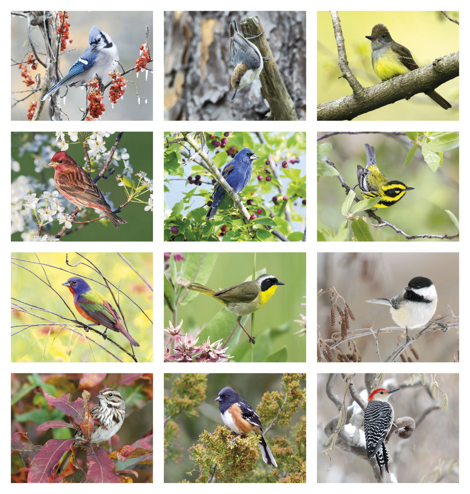 Triumph® Calendars Birds Calendar 33