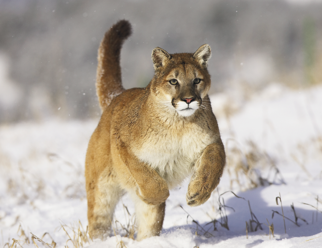 HotLine® Products Wildlife Appointment Calendar - Stapled