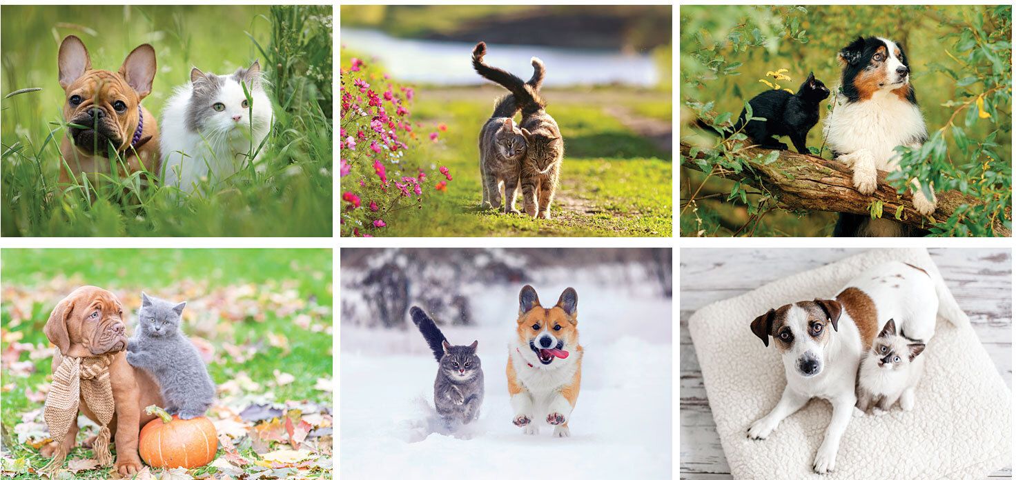 FURRY FRIENDS DESK CALENDAR 12