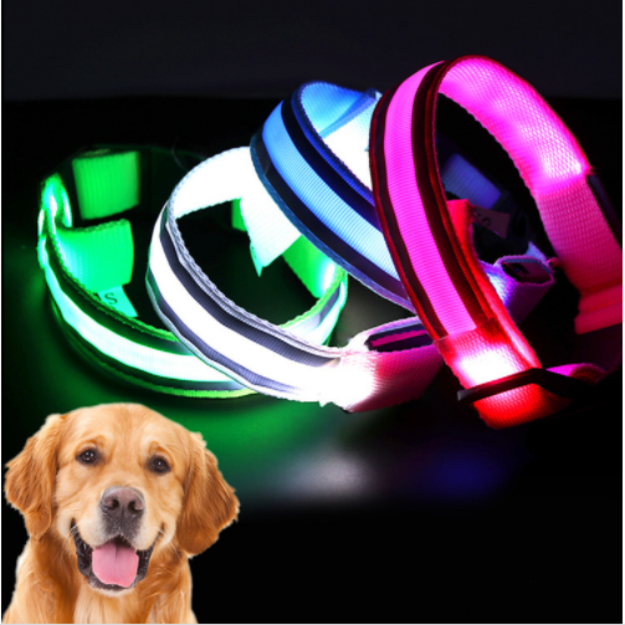 LED Dog Collar 1