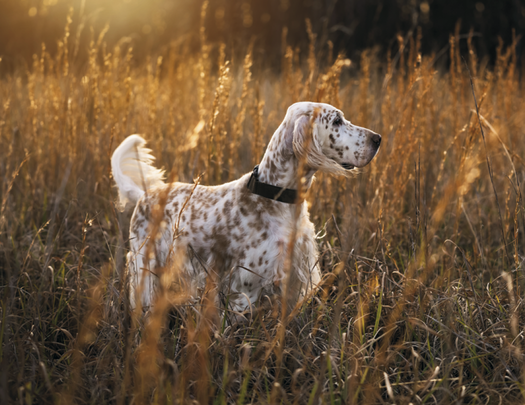 Good Value™ Sporting Dogs - Stapled Calendar 19