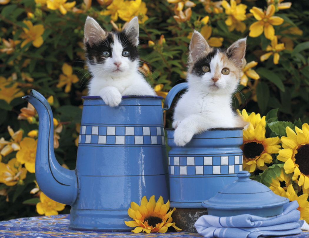 HotLine® Products Four Paws Appointment Calendar - Stapled 17