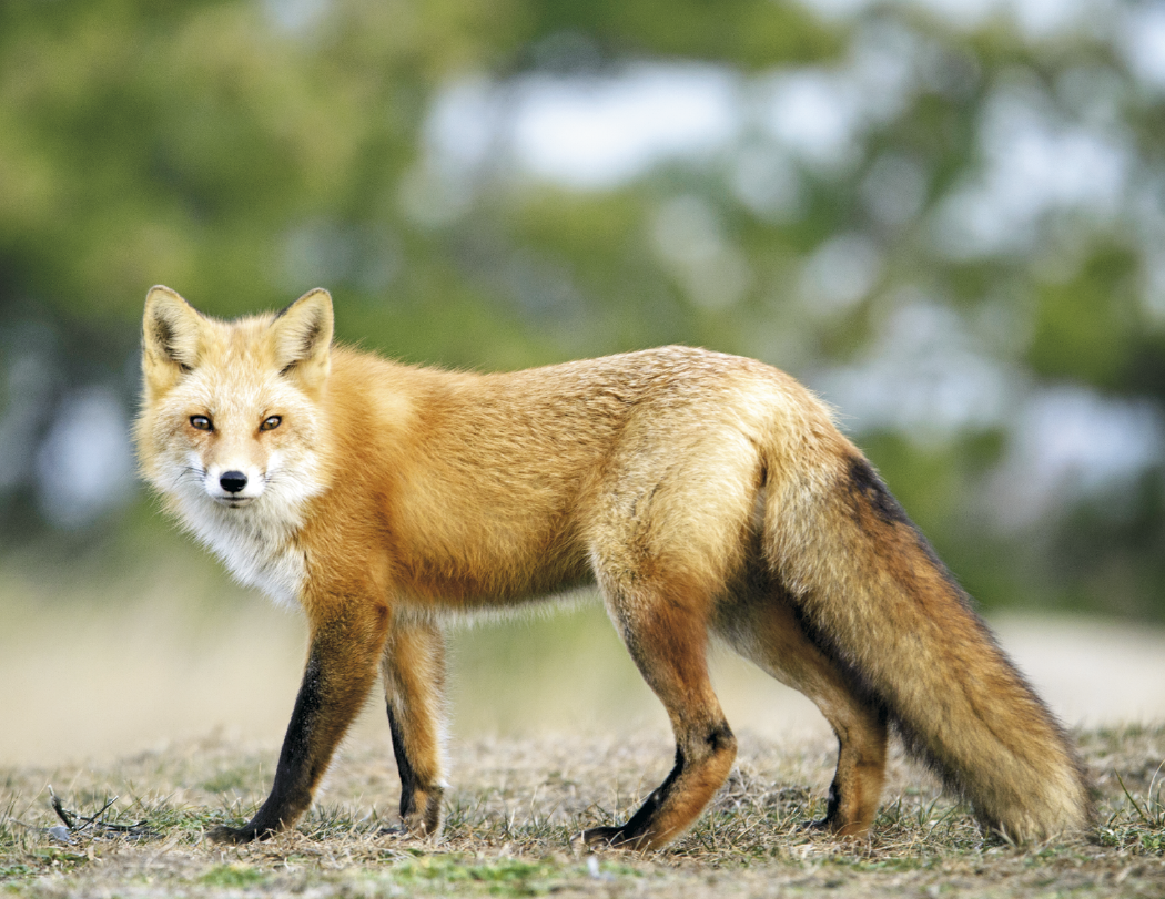 HotLine® Products Wildlife Appointment Calendar - Stapled 46