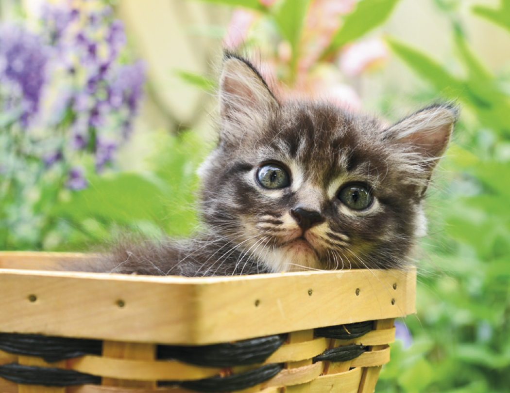 Good Value™ Puppies & Kittens - Spiral Calendar 11