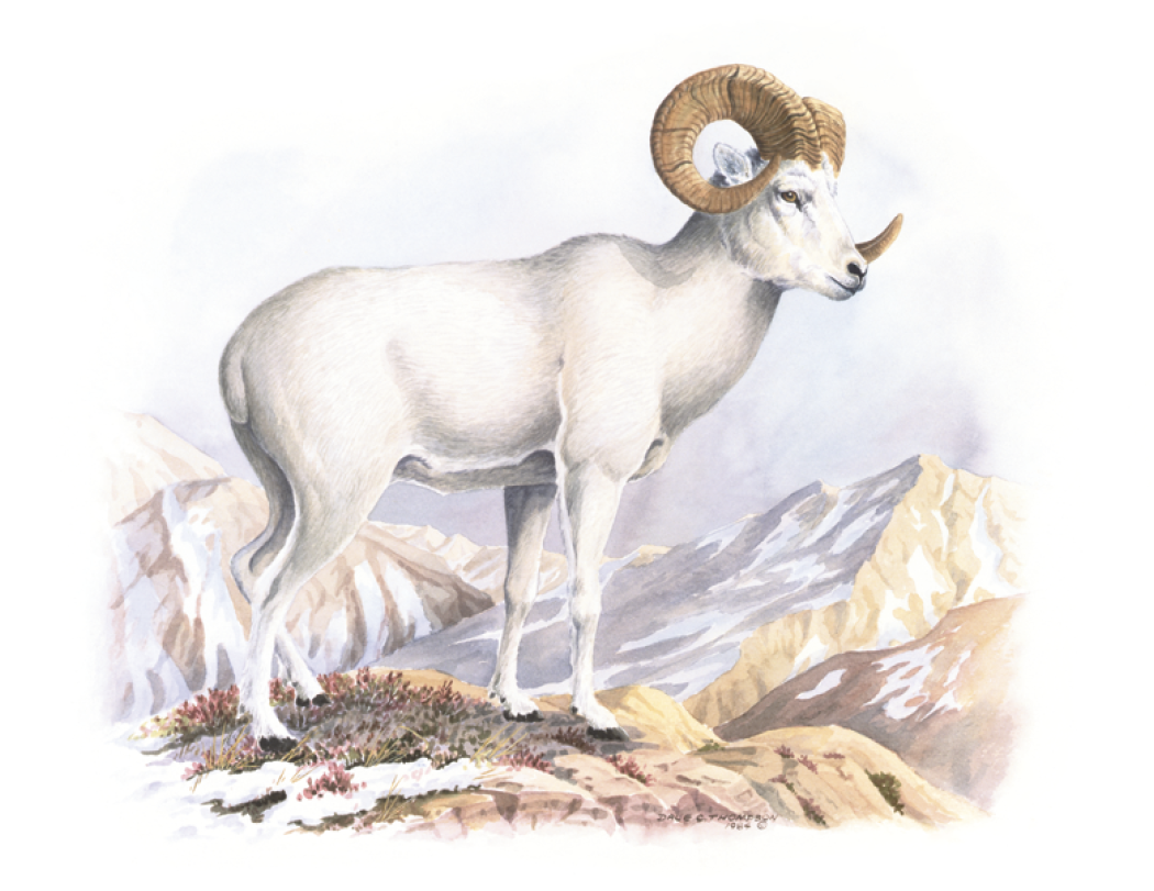 Good Value™ Wildlife Trek - Stapled Calendar 65