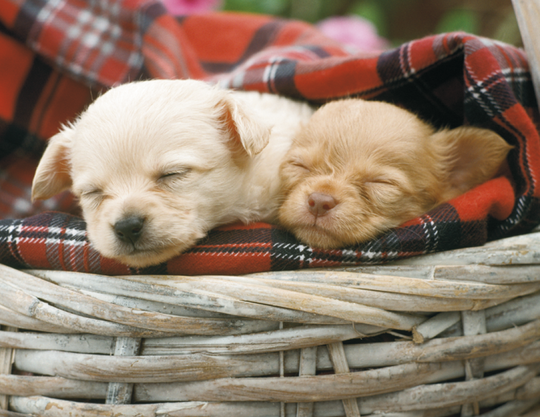Triumph® Calendars Puppies Calendar 58