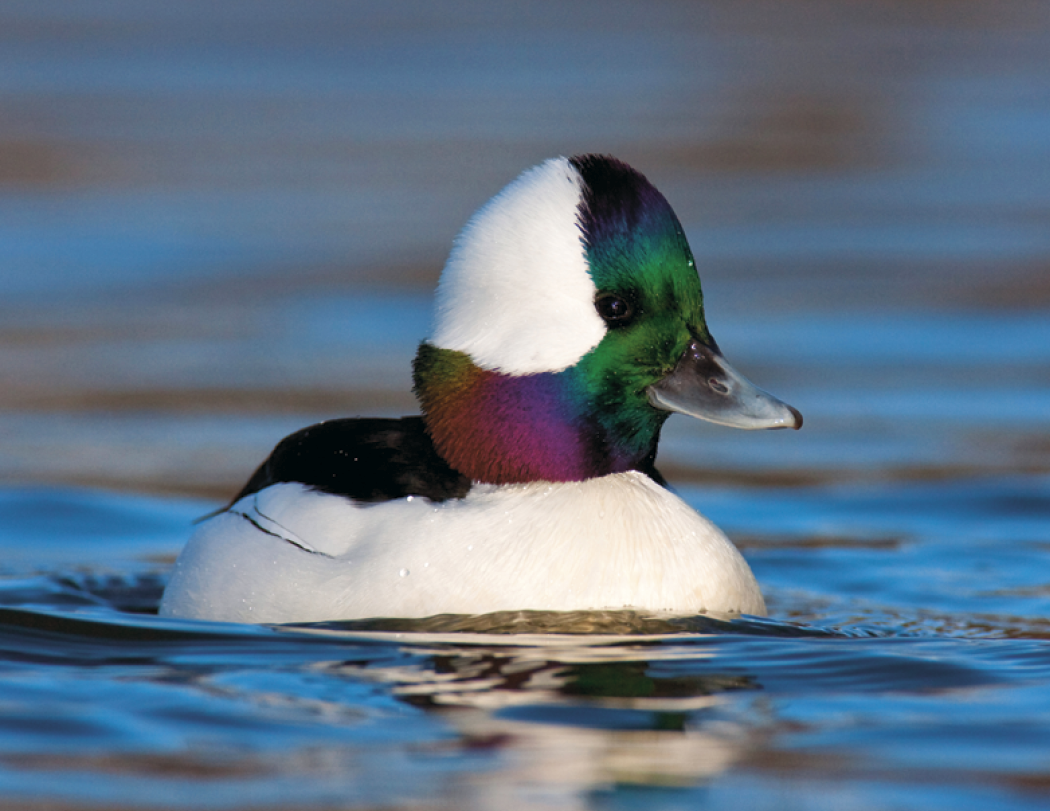 Good Value™ Waterfowl - Spiral Calendar 39