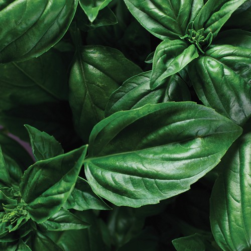 Self Watering Planter 14