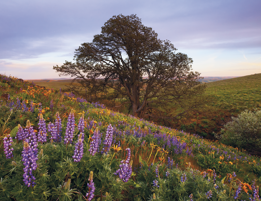 HotLine® Products Our Country® Executive Calendar 11