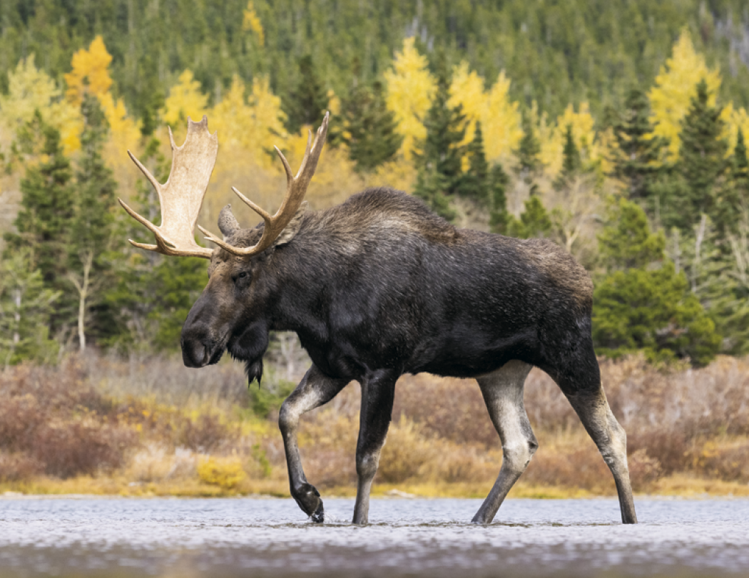 Triumph® Calendars Sportsman Calendar 62