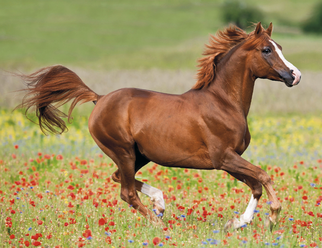 Triumph® Calendars Horses Calendar 71