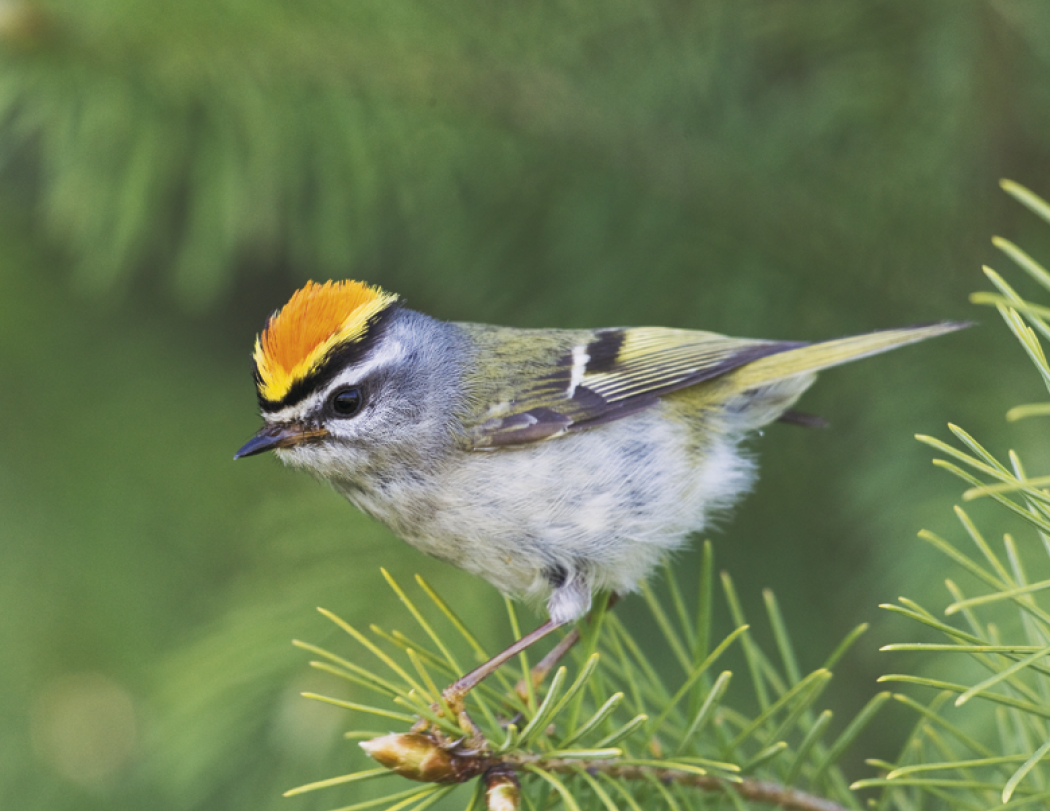 Good Value™ Birds of North America - Spiral Calendar 44