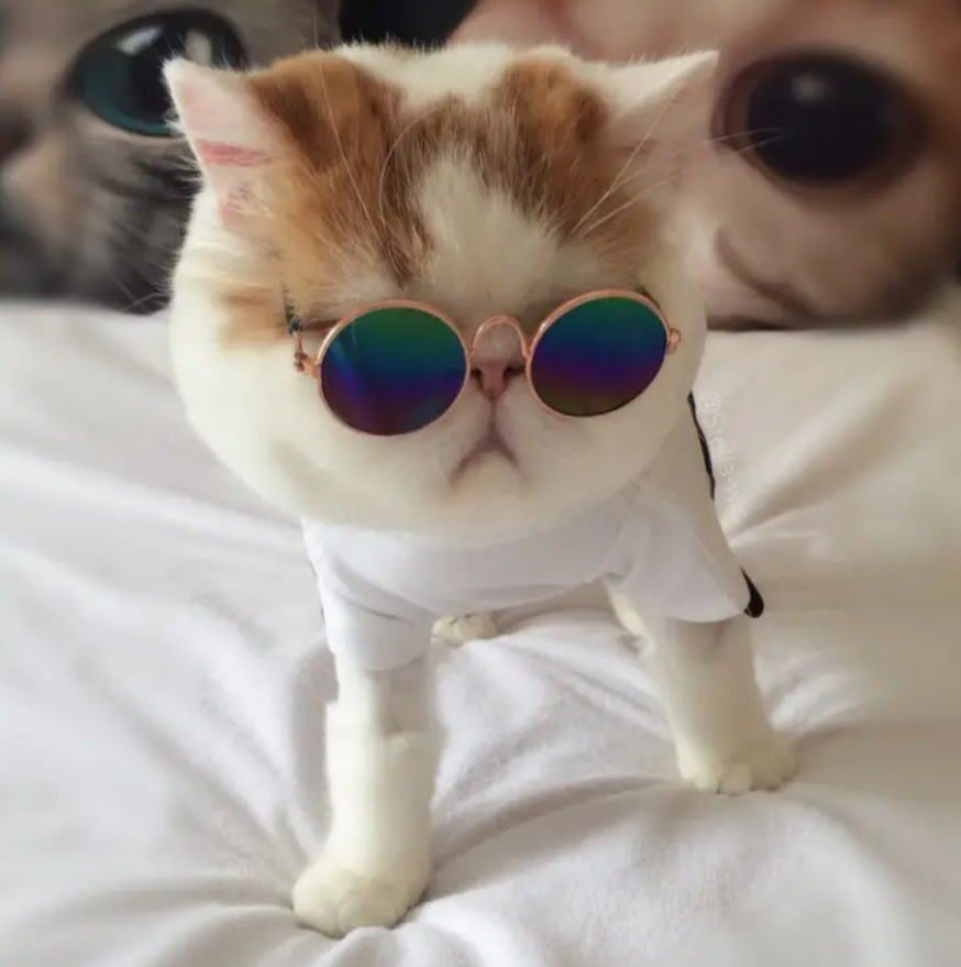 Pet Sunglasses 4