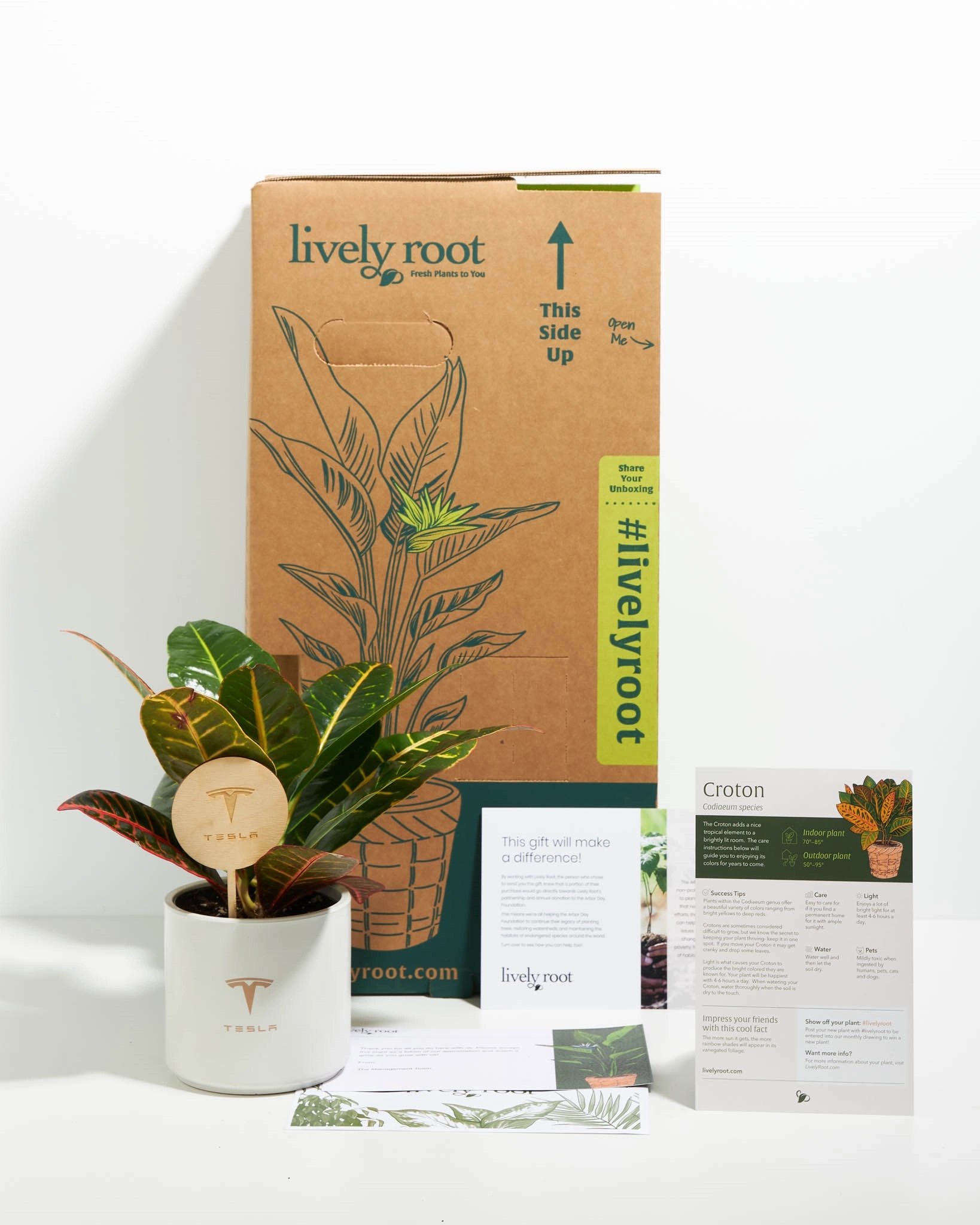 Croton Petra Plant Kit