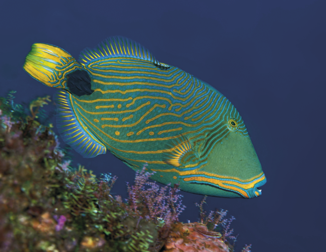 Good Value™ Ocean Glory - Stapled Calendar 19