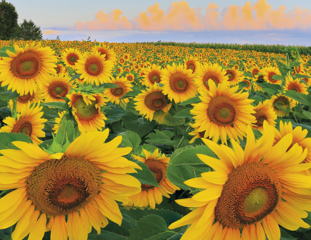 Good Value™ Agriculture - Spiral Calendar 65