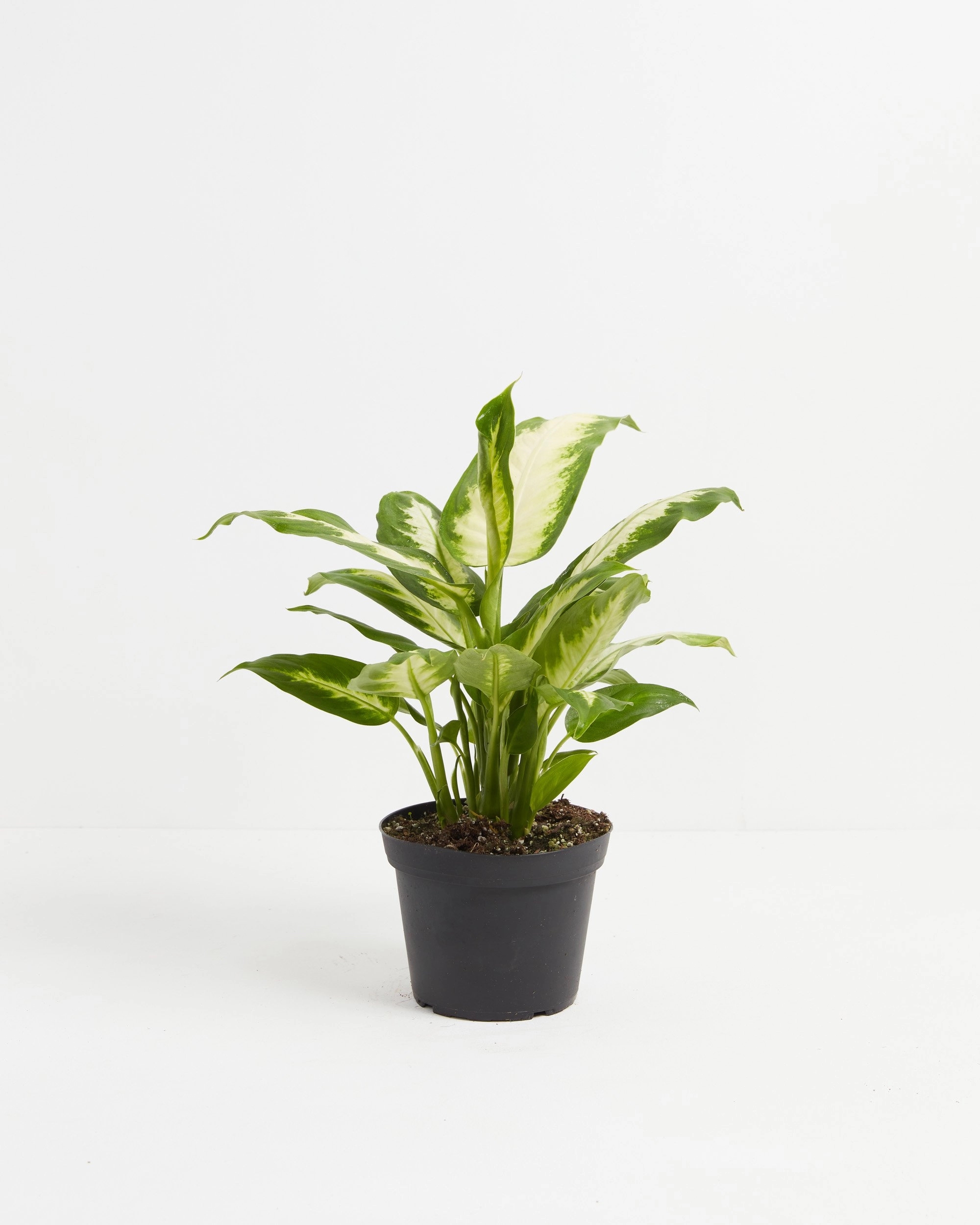 Dieffenbachia Camille