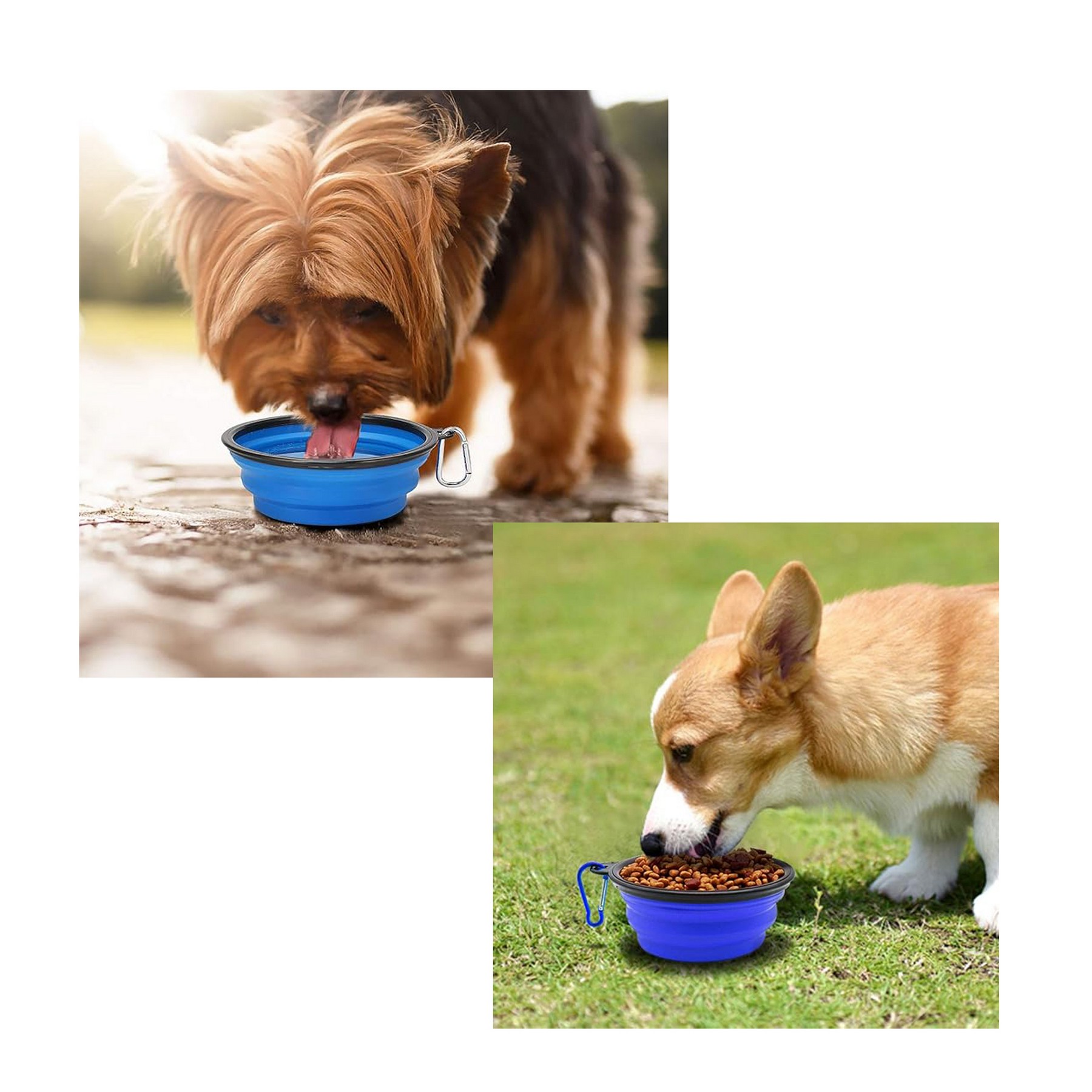 Collapsible Dog Bowl 3