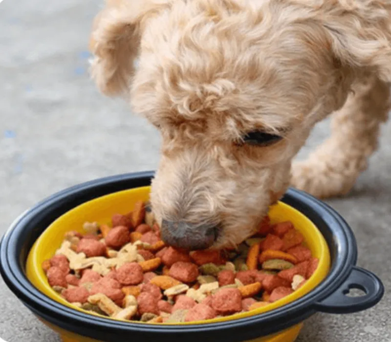 Folding Dog Bowls 3