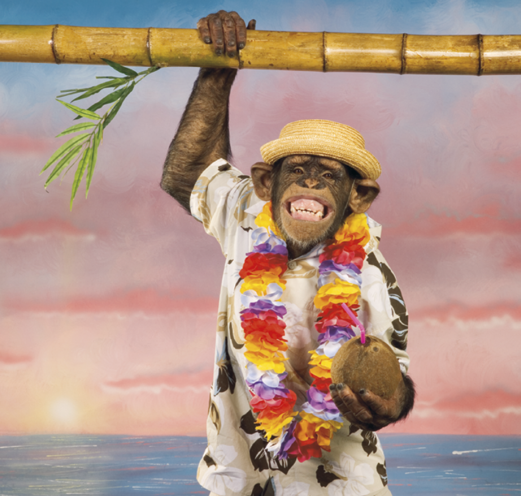 Triumph® Calendars Monkey Business Calendar 16