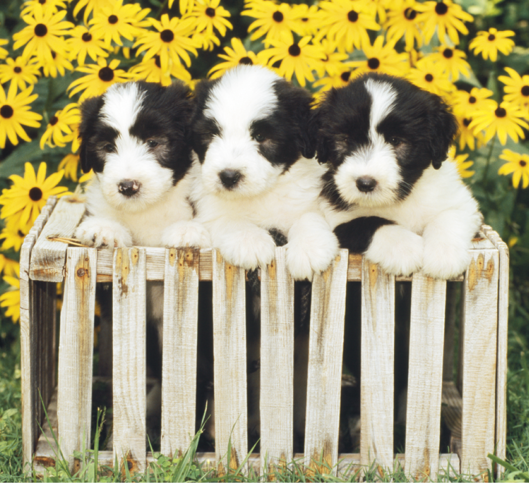 Good Value™ Puppies & Kittens - Mini Calendar 46