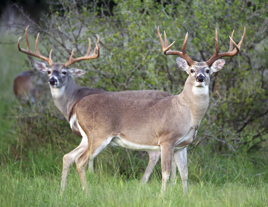 HotLine® Products Trophy Whitetail Deer Appointment Calendar - Stapled 9