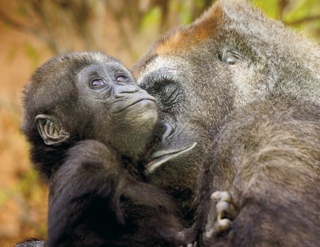 HotLine® Products Animal Babies Appointment Calendar - Stapled 20