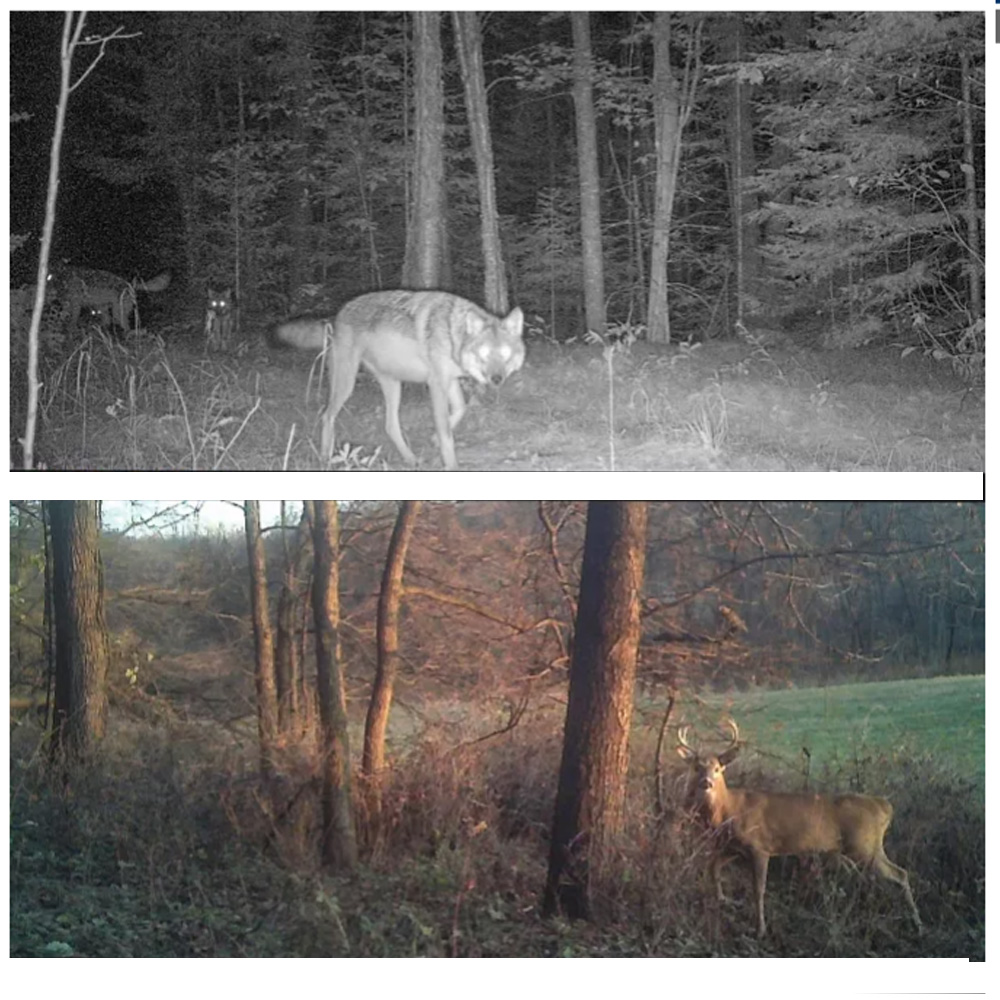 Trail Night Vision Camera Keep tabs on coyotes or that trophy buck on your property. 4
