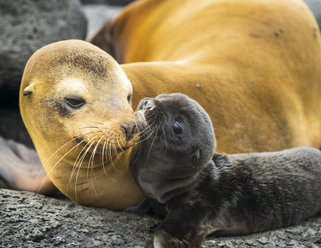 HotLine® Products Animal Babies Appointment Calendar - Stapled 36